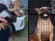 Rescata FGE a 21 animales que se encontraban en condiciones vulnerables en un domicilio de Morelia