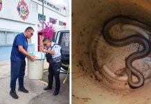 Encuentran otra víbora dentro de una vivienda Morelia