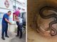 Encuentran otra víbora dentro de una vivienda Morelia