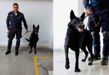 #VIDEO ¿Quién es Togo? el perro rescatista que ayudó en el derrumbe de San Antonio Abad en CDMX