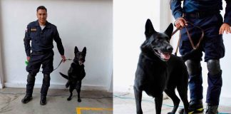 #VIDEO ¿Quién es Togo? el perro rescatista que ayudó en el derrumbe de San Antonio Abad en CDMX