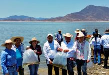 Siembra Compesca 150 mil tilapias para impulsar la economía en Churumuco