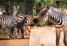 ¡Bienvenido a casa! Nace cebra de Grant en el Zoológico de Morelia