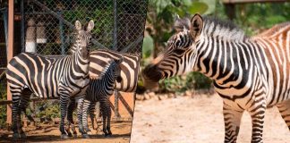 ¡Bienvenido a casa! Nace cebra de Grant en el Zoológico de Morelia
