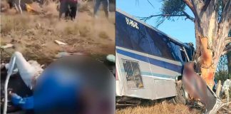 VIDEO FUERTE | Choque de autobús contra un árbol deja al menos 9 muertos en Amealco