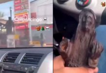 VIDEO | Presuntos halcones graban y retan a elementos de seguridad de Pemex en Chilpancingo