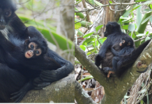 #Video || Nace tercera cría de mono araña en el Cañón del Sumidero tras más de 30 años sin registros reproductivos