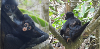 #Video || Nace tercera cría de mono araña en el Cañón del Sumidero tras más de 30 años sin registros reproductivos