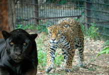 Busca Zoológico de Morelia reproducción de jaguares bajo cuidado humano