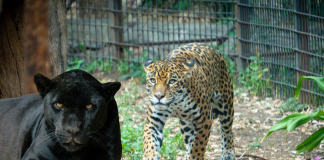 Busca Zoológico de Morelia reproducción de jaguares bajo cuidado humano