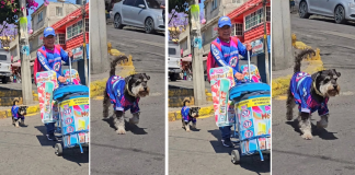 #Video || Tobías, el perrito que ayuda a vender Bon Ice y conquistó las redes en México