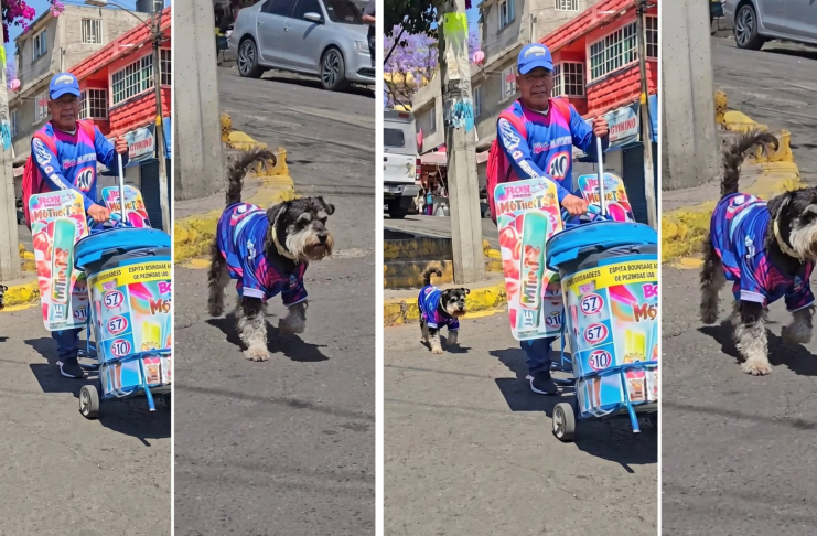 #Video || Tobías, el perrito que ayuda a vender Bon Ice y conquistó las redes en México