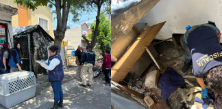 Rescata FGE a “Zeus”, perro husky hallado gravemente lesionado y en condiciones de abandono en Morelia