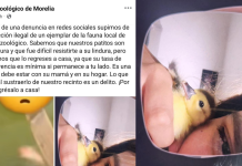Se roban un patito del Zoológico de Morelia… piden devolverlo urgente porque podría morir