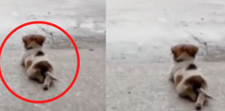 #Video || Perrito enternece las redes al ser captado viendo la lluvia con las patas cruzadas