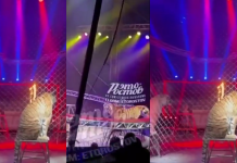 Tigre salta hacia el público tras colapso de barrera en circo de Rostov; no hubo heridos
