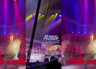 Tigre salta hacia el público tras colapso de barrera en circo de Rostov; no hubo heridos