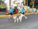 La carrera Adidas inundó las principales avenidas de Morelia este domingo por la mañana