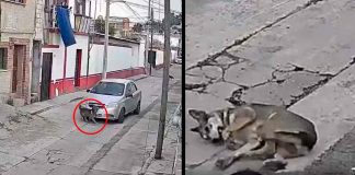 #VIDEO // Indignación en Chapultepec: automovilista arrolla a un perro y huye del lugar