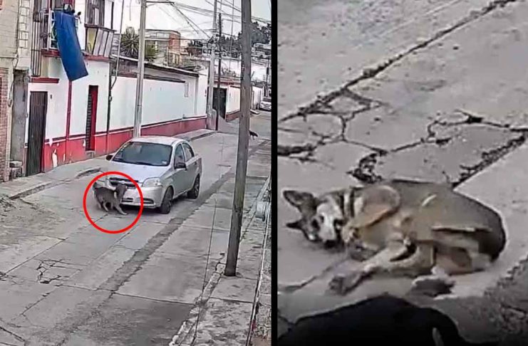 #VIDEO // Indignación en Chapultepec: automovilista arrolla a un perro y huye del lugar
