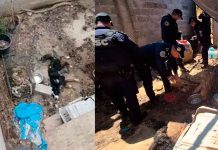 Hallan 51 perros muertos en vivienda de Tlalpan; investigan presunto caso de maltrato animal extremo.