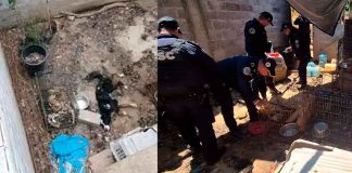 Hallan 51 perros muertos en vivienda de Tlalpan; investigan presunto caso de maltrato animal extremo.