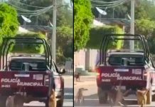#VIDEO// Investigan a policías en Puebla por presunto maltrato animal