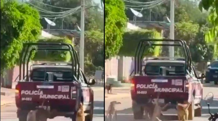 #VIDEO// Investigan a policías en Puebla por presunto maltrato animal