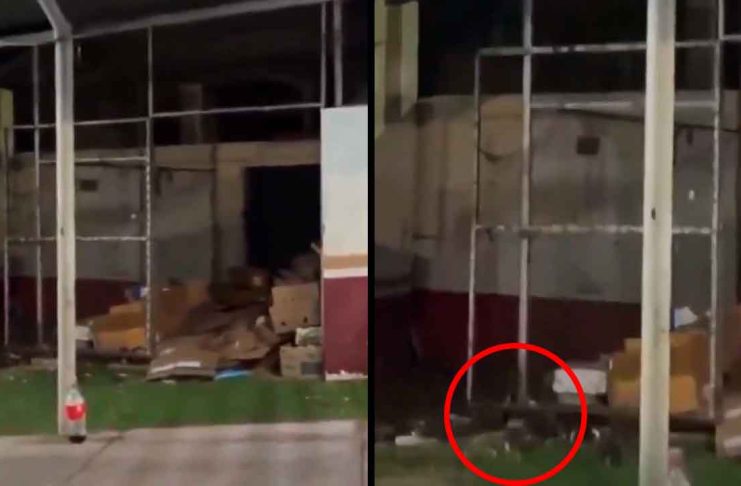 #VIDEO // Video de ratas en hospital de Culiacán genera preocupación entre usuarios