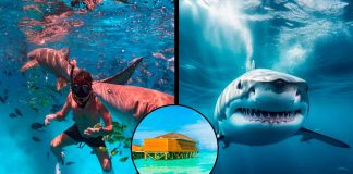 Luna de miel termina en tragedia: tiburón toro ataca a turista en Maldivas