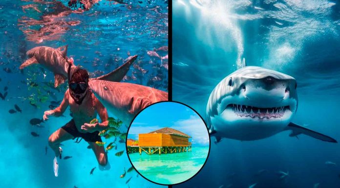 Luna de miel termina en tragedia: tiburón toro ataca a turista en Maldivas
