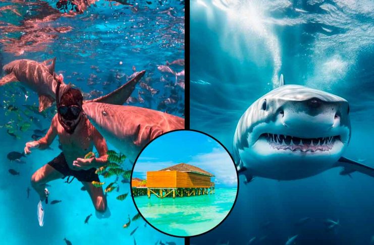 Luna de miel termina en tragedia: tiburón toro ataca a turista en Maldivas