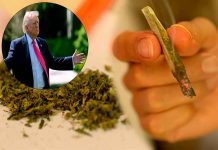 Trump reclasifica la marihuana como droga menos peligrosa en Estados Unidos