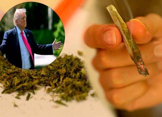 Trump reclasifica la marihuana como droga menos peligrosa en Estados Unidos