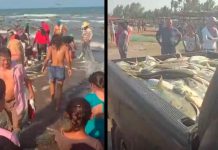 #VIDEO || ¡Histórica captura en Veracruz! Toneladas de jurel sorprenden en costas de Alvarado