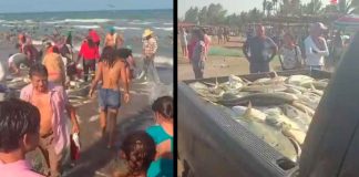 #VIDEO || ¡Histórica captura en Veracruz! Toneladas de jurel sorprenden en costas de Alvarado