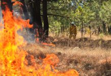 Atiende Gobierno de Michoacán incendio forestal en Nuevo Urecho