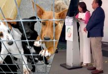 #VIDEO Senadora de Morena admite sacrificio de 10 mil perros en EdoMex