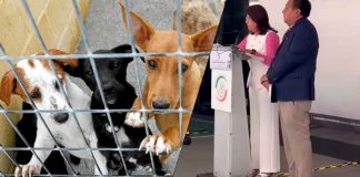 #VIDEO Senadora de Morena admite sacrificio de 10 mil perros en EdoMex
