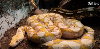 ¿Sabías que en el Zoológico de Morelia hay una serpiente de 5 metros? ¡Ve a conocerla!