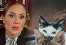 Impiden animalistas a autoridades intervenir en panteón para esterilización de gatos