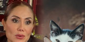 Impiden animalistas a autoridades intervenir en panteón para esterilización de gatos