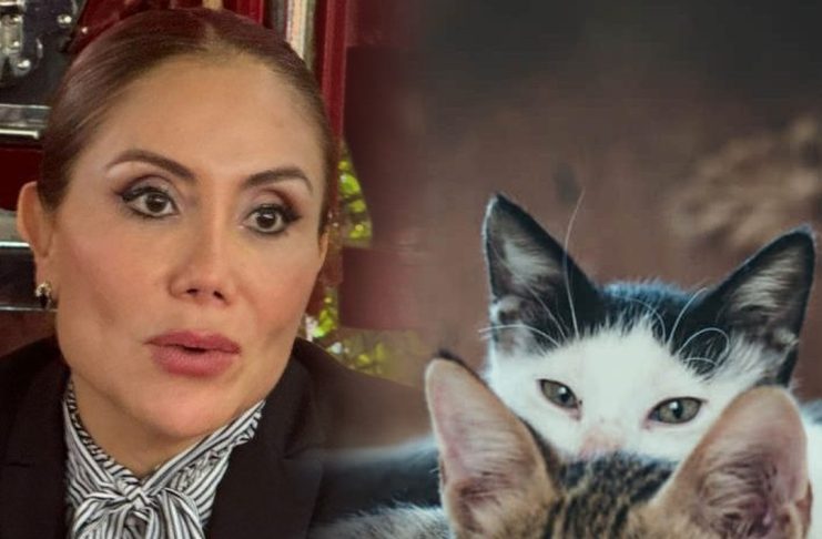 Impiden animalistas a autoridades intervenir en panteón para esterilización de gatos
