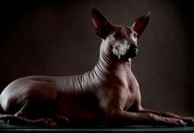 Diputados aprueban el Día Nacional del Xoloitzcuintle: será el 27 de octubre