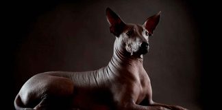 Diputados aprueban el Día Nacional del Xoloitzcuintle: será el 27 de octubre