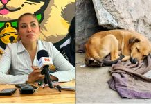 Casos de abandono de animales durante Semana Santa