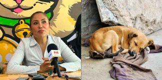 Casos de abandono de animales durante Semana Santa