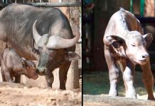 ¡Nuevo gigante en Morelia! Nace búfalo cafre y fortalece la conservación de fauna silvestre