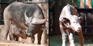 ¡Nuevo gigante en Morelia! Nace búfalo cafre y fortalece la conservación de fauna silvestre