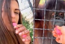 #VIDEO// Boxeadora rusa da vape a una orangután en peligro de extinción y las redes estallan